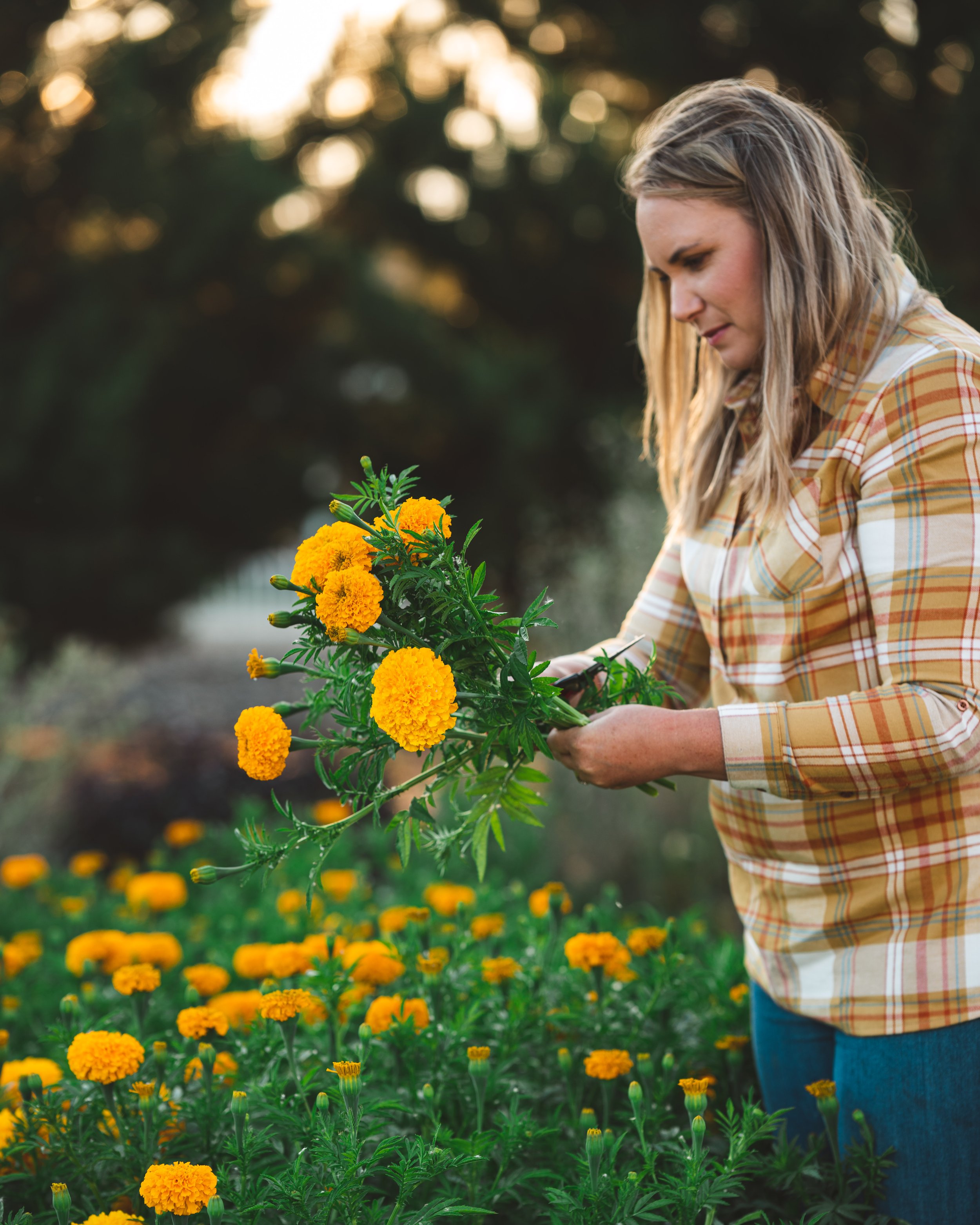 MARIGOLD CULTIVATION