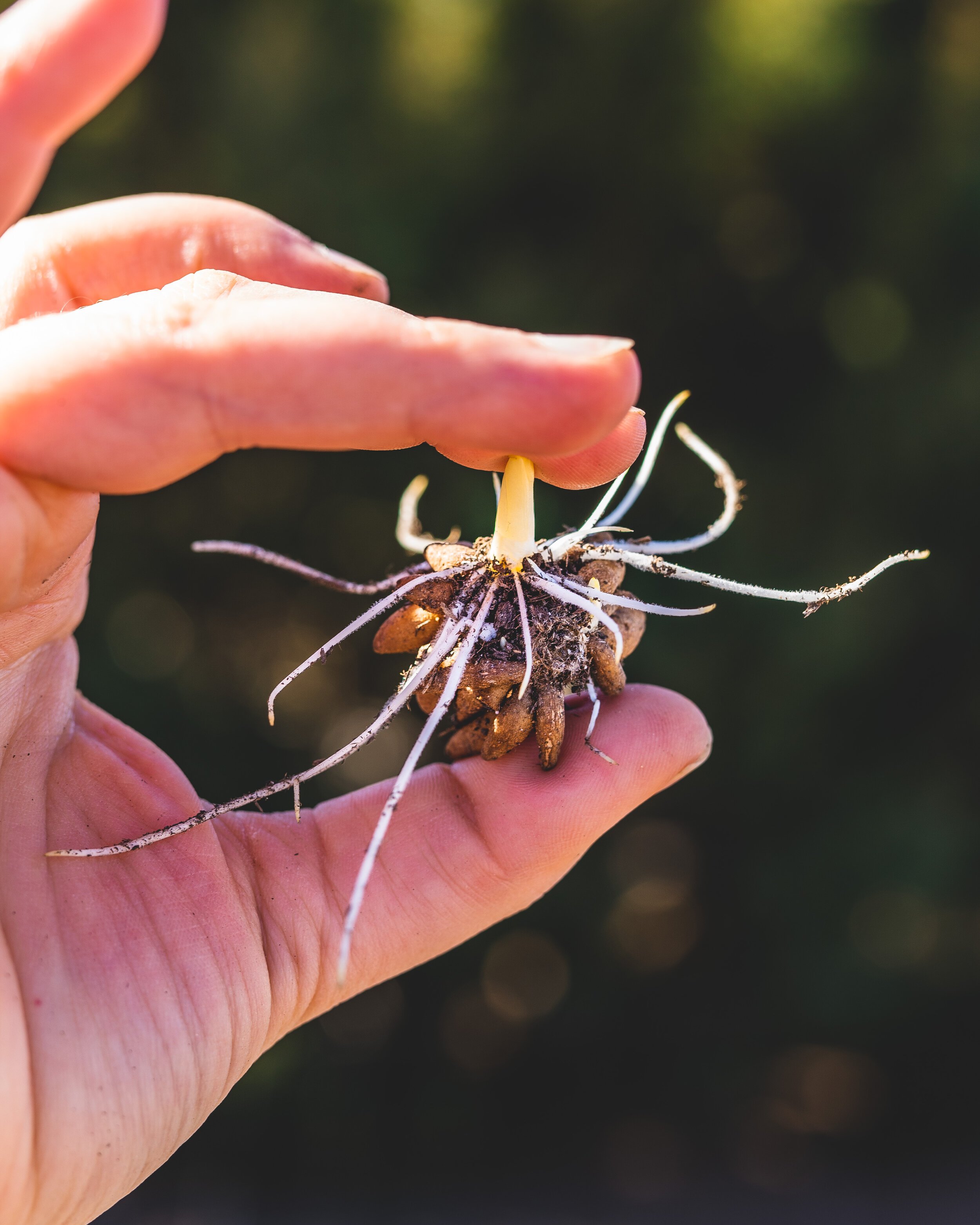 Pre-Sprouting Ranunculus & Anemone Corms