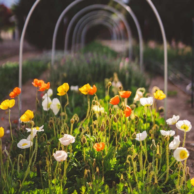 POPPY CULTIVATION 