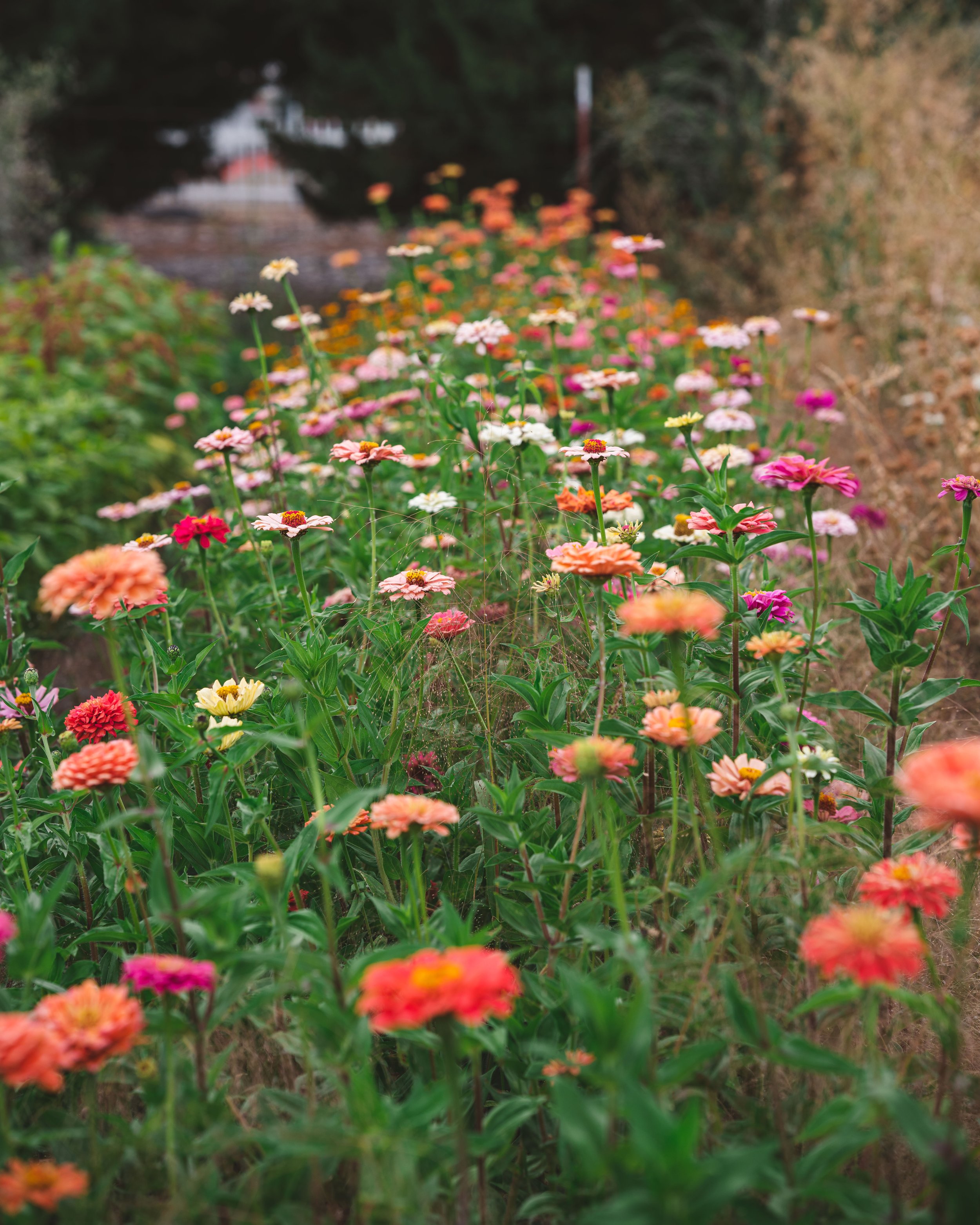 The zinnias blooming in August that had replaced the ranunculus in late June.